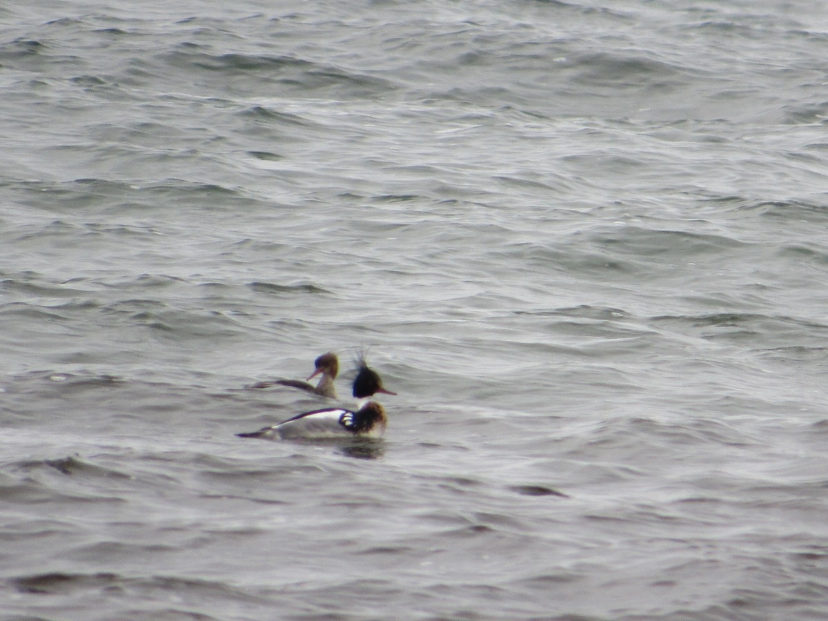 Red-breasted Merganser - ML645384031