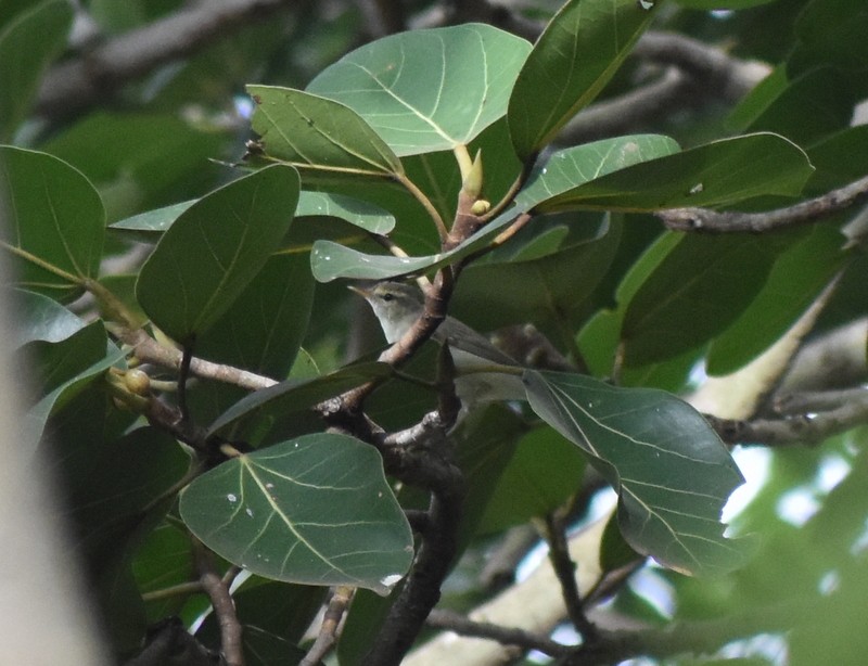 budníček žlutavý - ML645384043