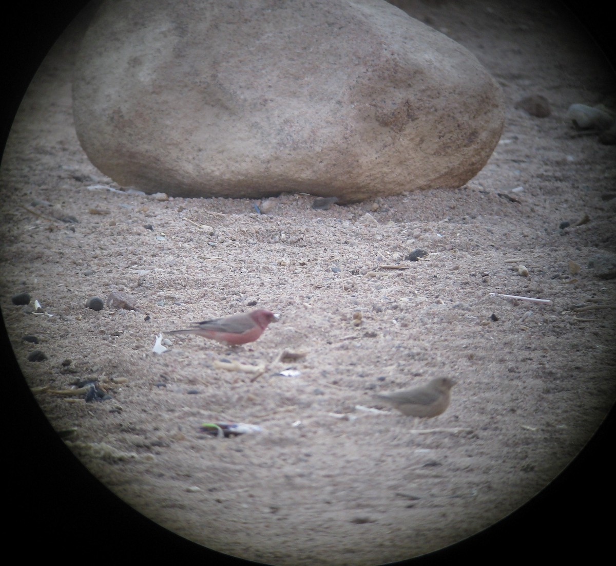 Sinai Rosefinch - ML645384044