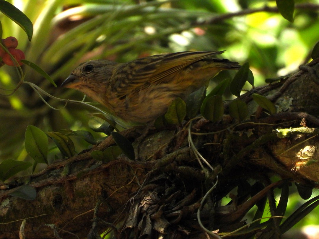 Saffron Finch - ML645384048