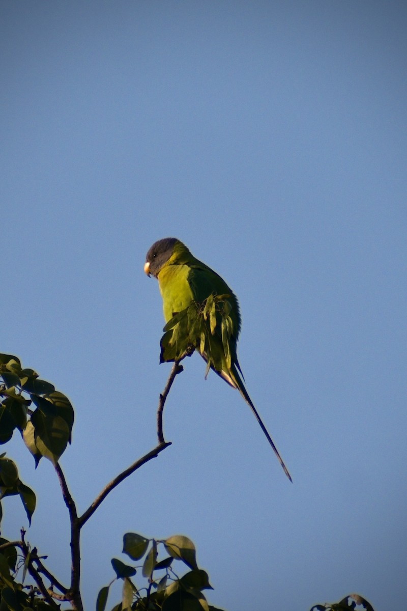 Plum-headed Parakeet - ML645384049