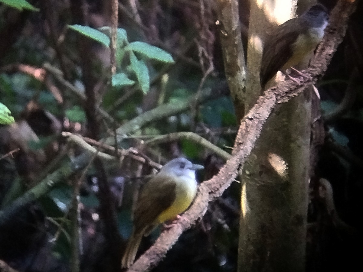 gulbukbylbyl - ML645384058