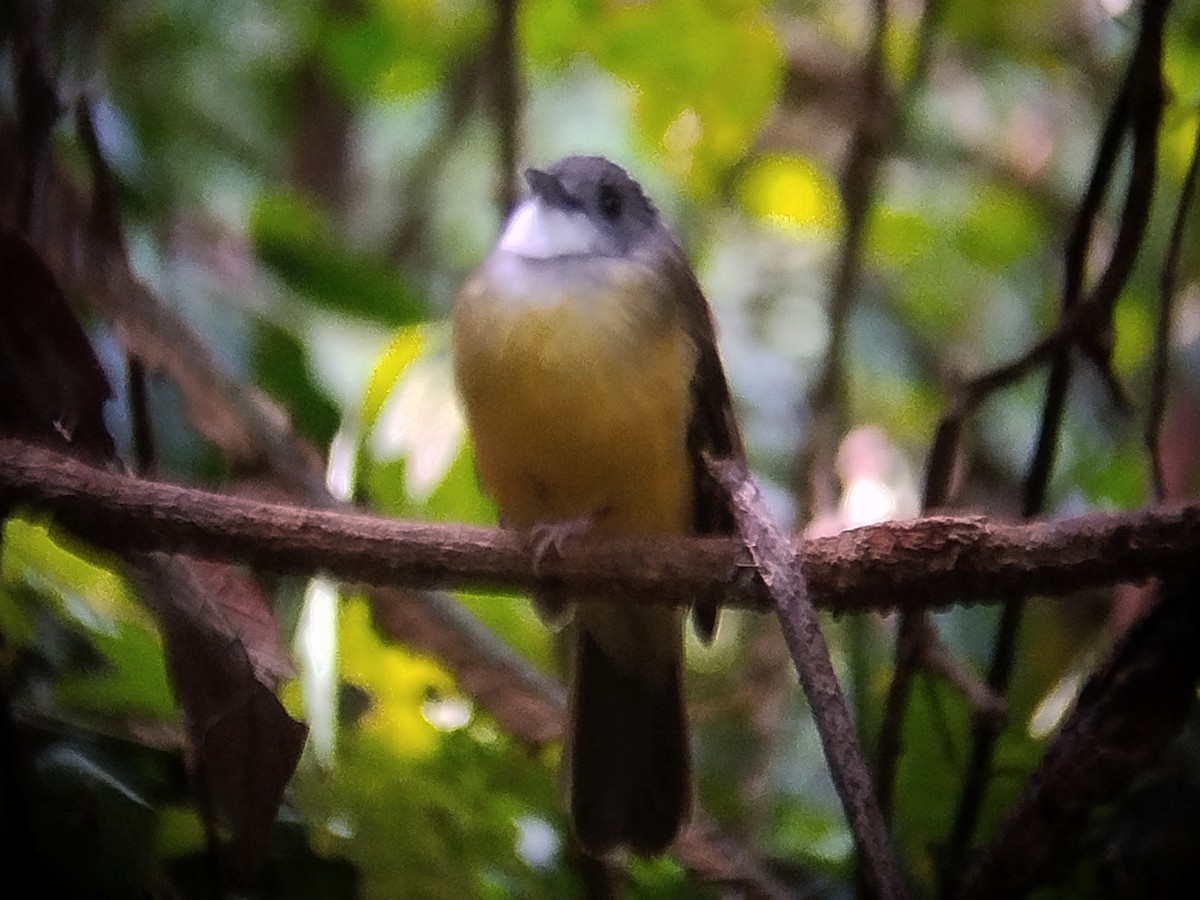 gulbukbylbyl - ML645384060