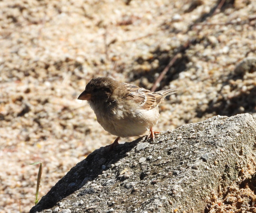 House Sparrow - ML645384062