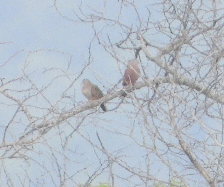 Коричневая земляная горлица - ML645384075