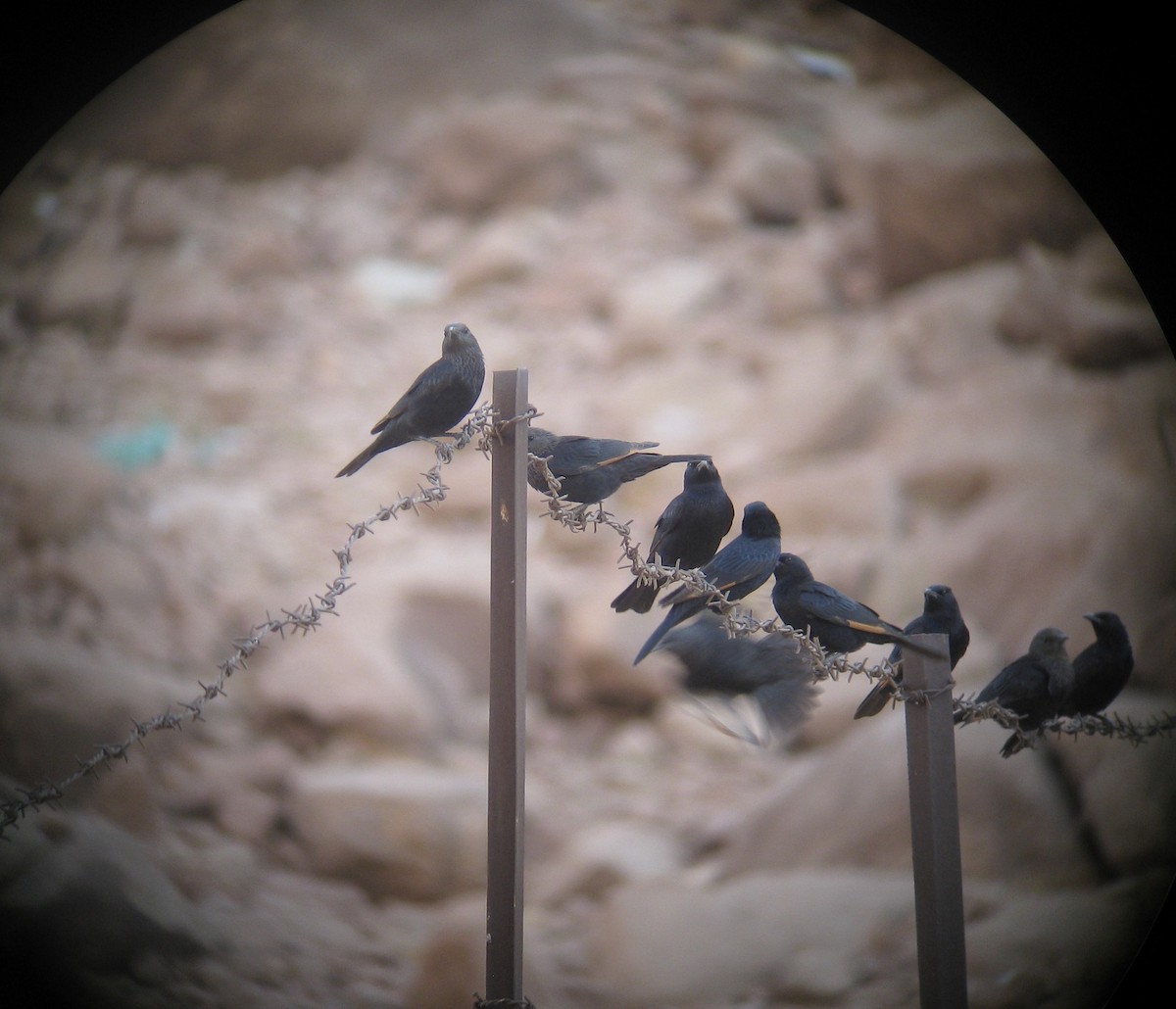 Tristram's Starling - ML645384076