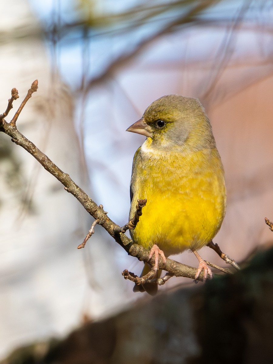 European Greenfinch - ML645384085