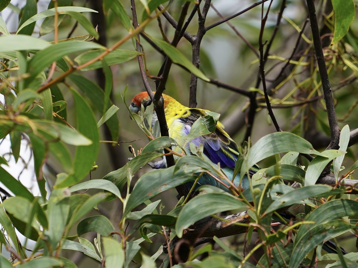 ホオアオサメクサインコ - ML645384086
