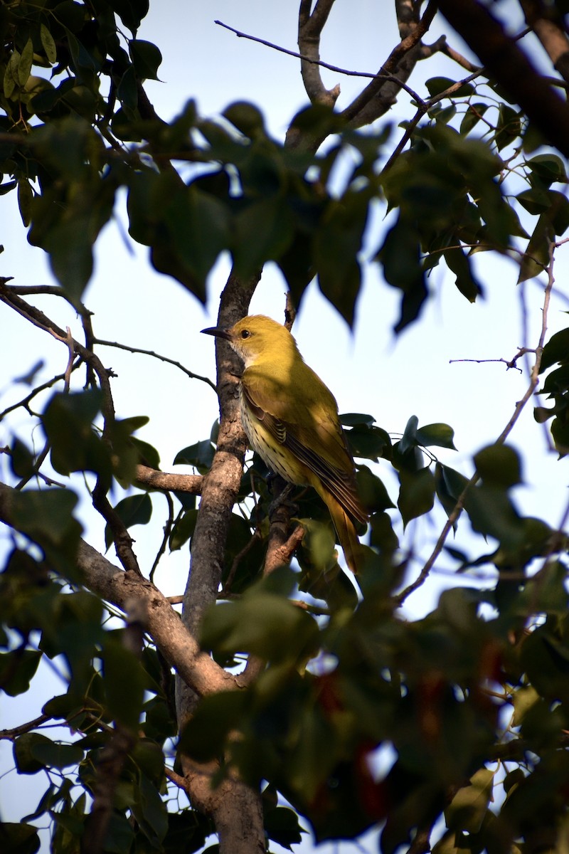 Indian Golden Oriole - ML645384087