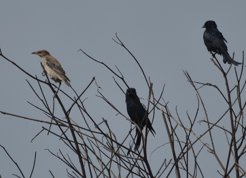 Rosy Starling - ML645384088