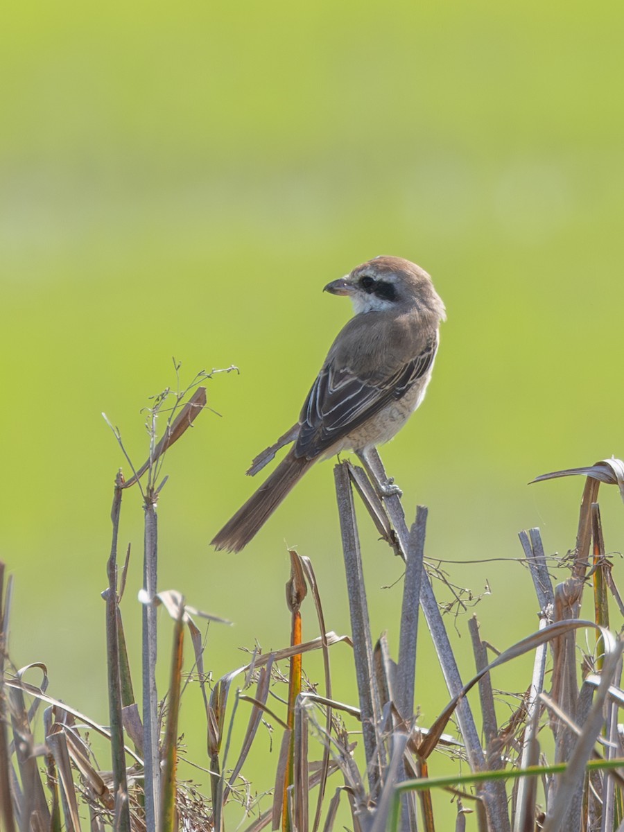 Brown Shrike - ML645384098