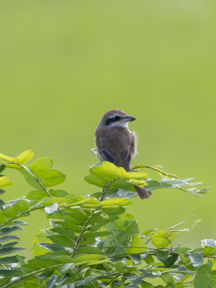 Brown Shrike - ML645384099
