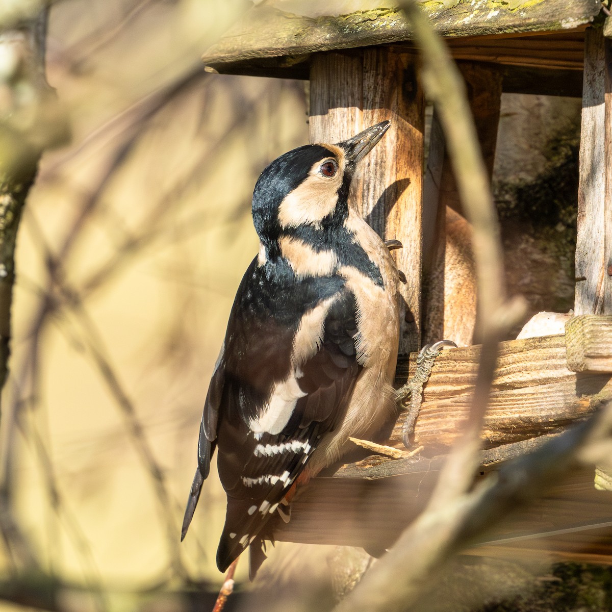 Great Spotted Woodpecker - ML645384100