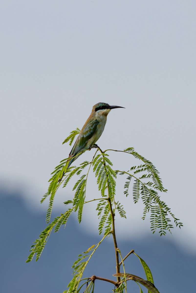 Blue-tailed Bee-eater - ML645384104
