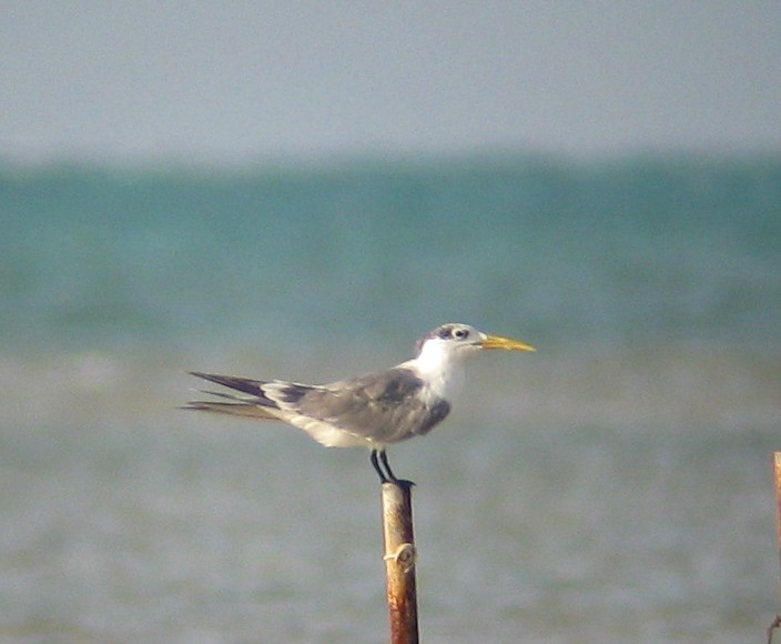 Great Crested Tern - ML645384109