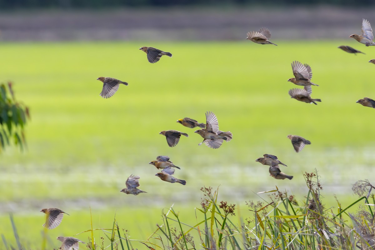 Baya Weaver - ML645384119