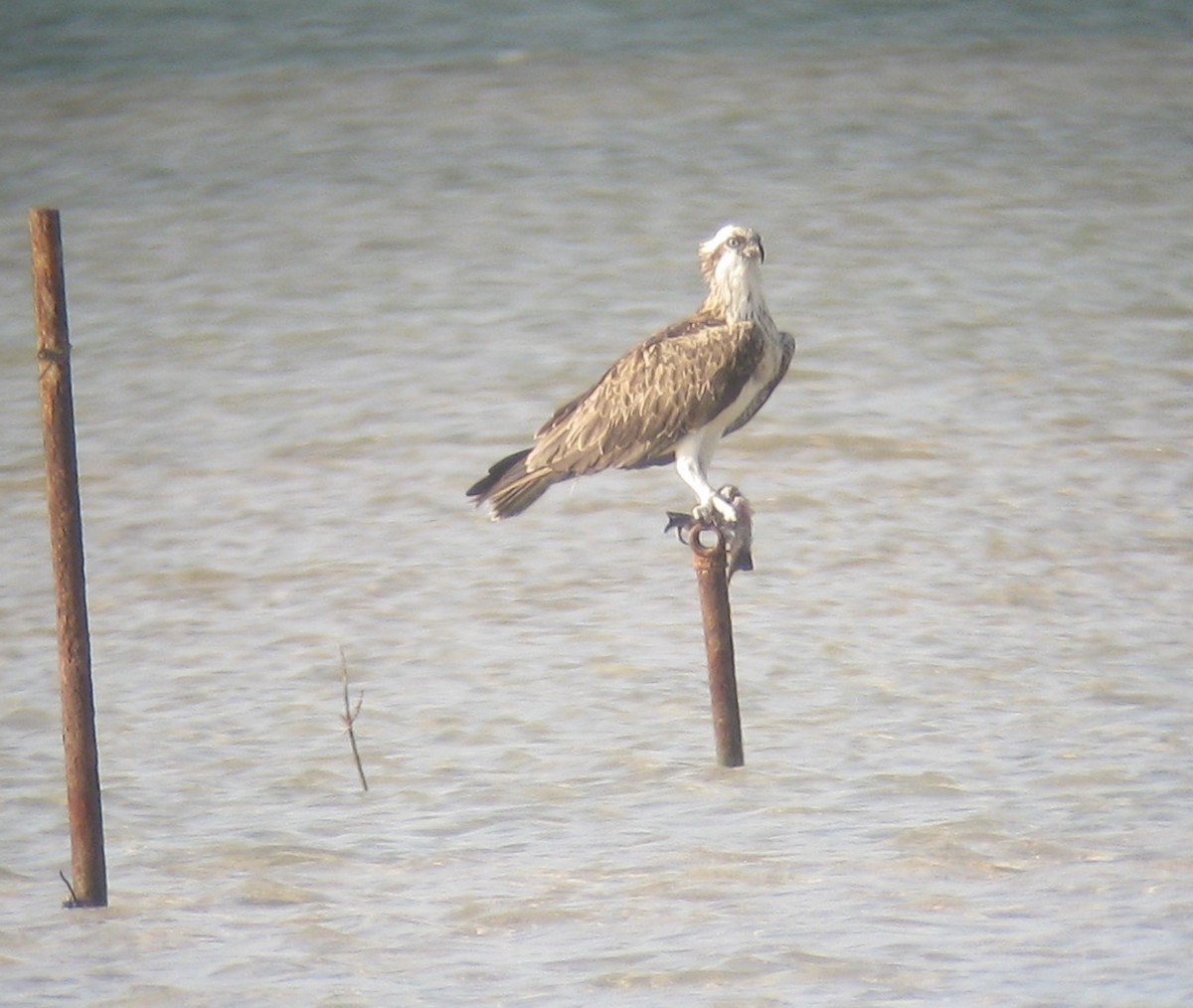 Osprey - ML645384125