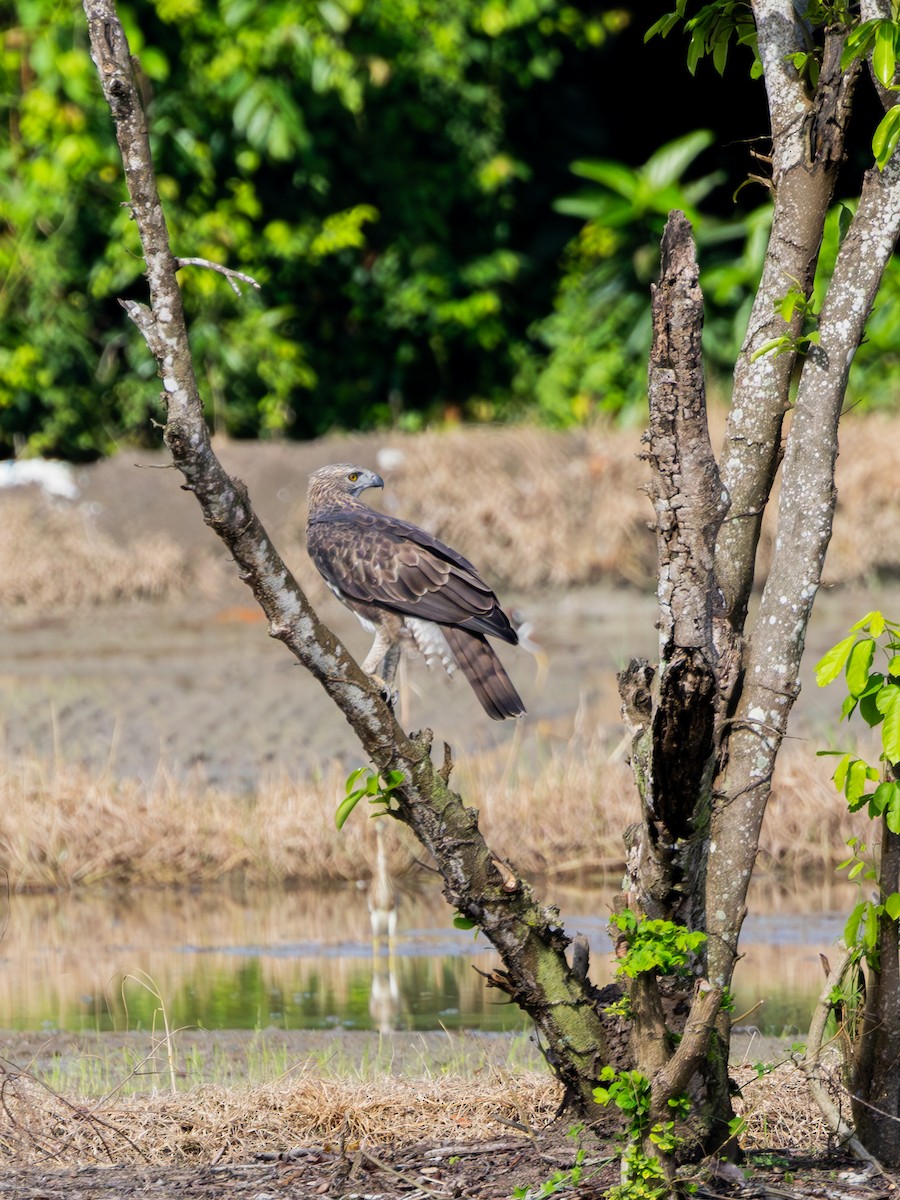 Changeable Hawk-Eagle - ML645384131