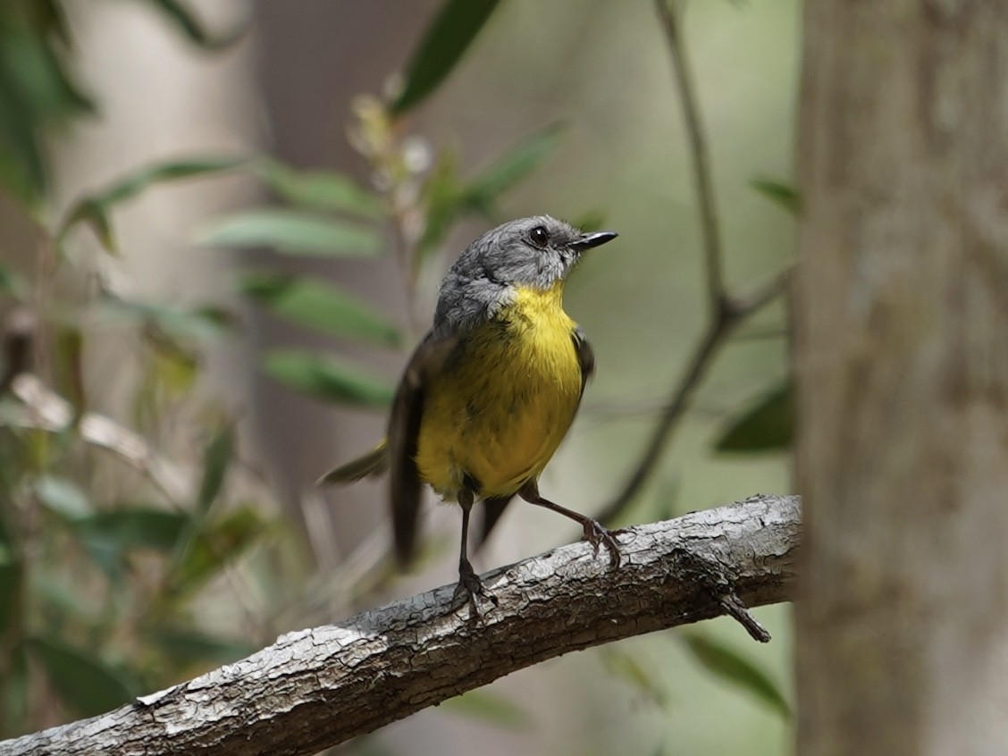 Doğulu Sarı Bülbül - ML645384132