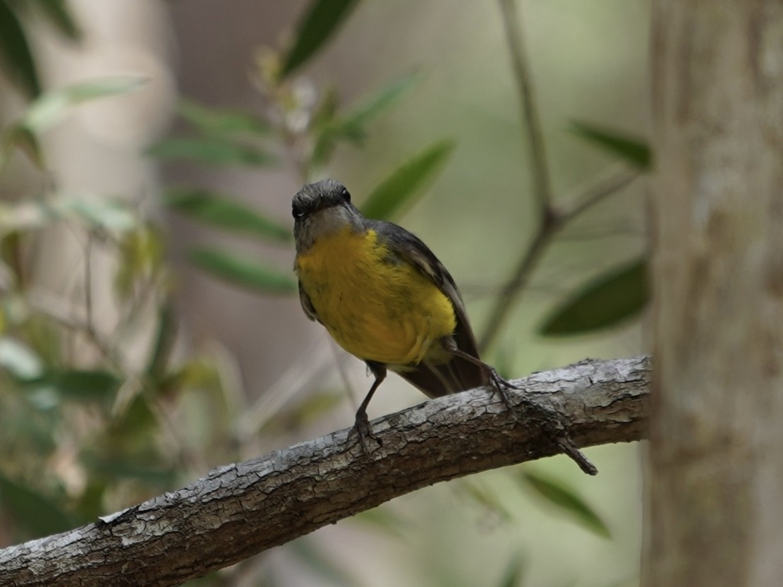 Doğulu Sarı Bülbül - ML645384133