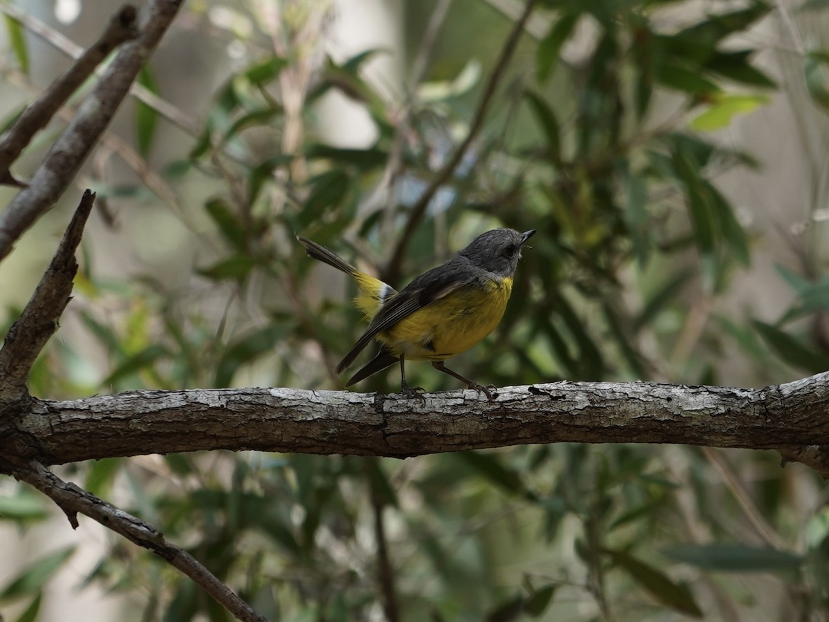 Doğulu Sarı Bülbül - ML645384134