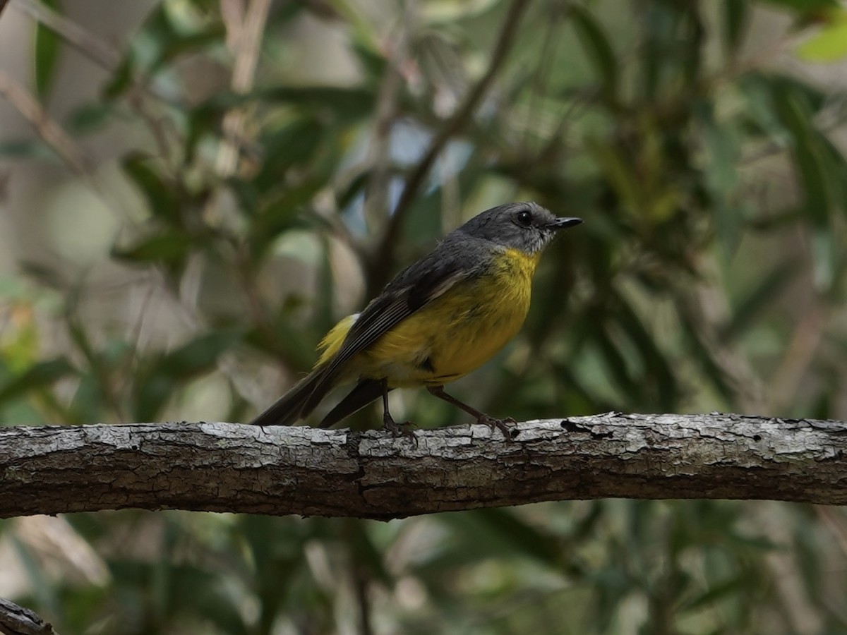 Doğulu Sarı Bülbül - ML645384135