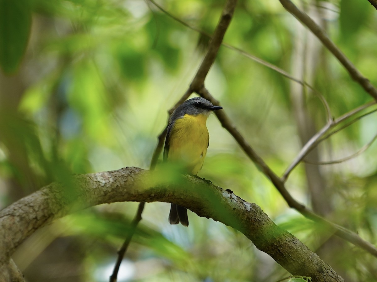 Doğulu Sarı Bülbül - ML645384136