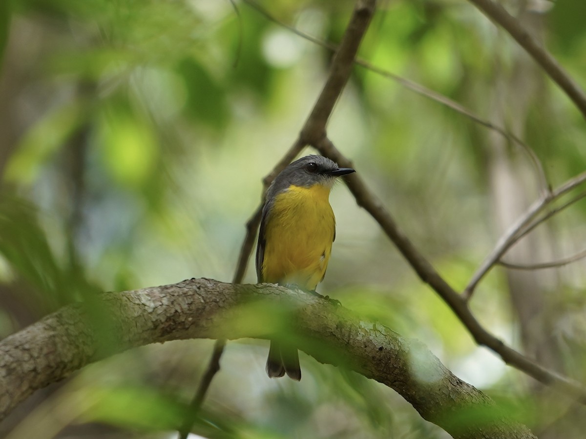 Doğulu Sarı Bülbül - ML645384137