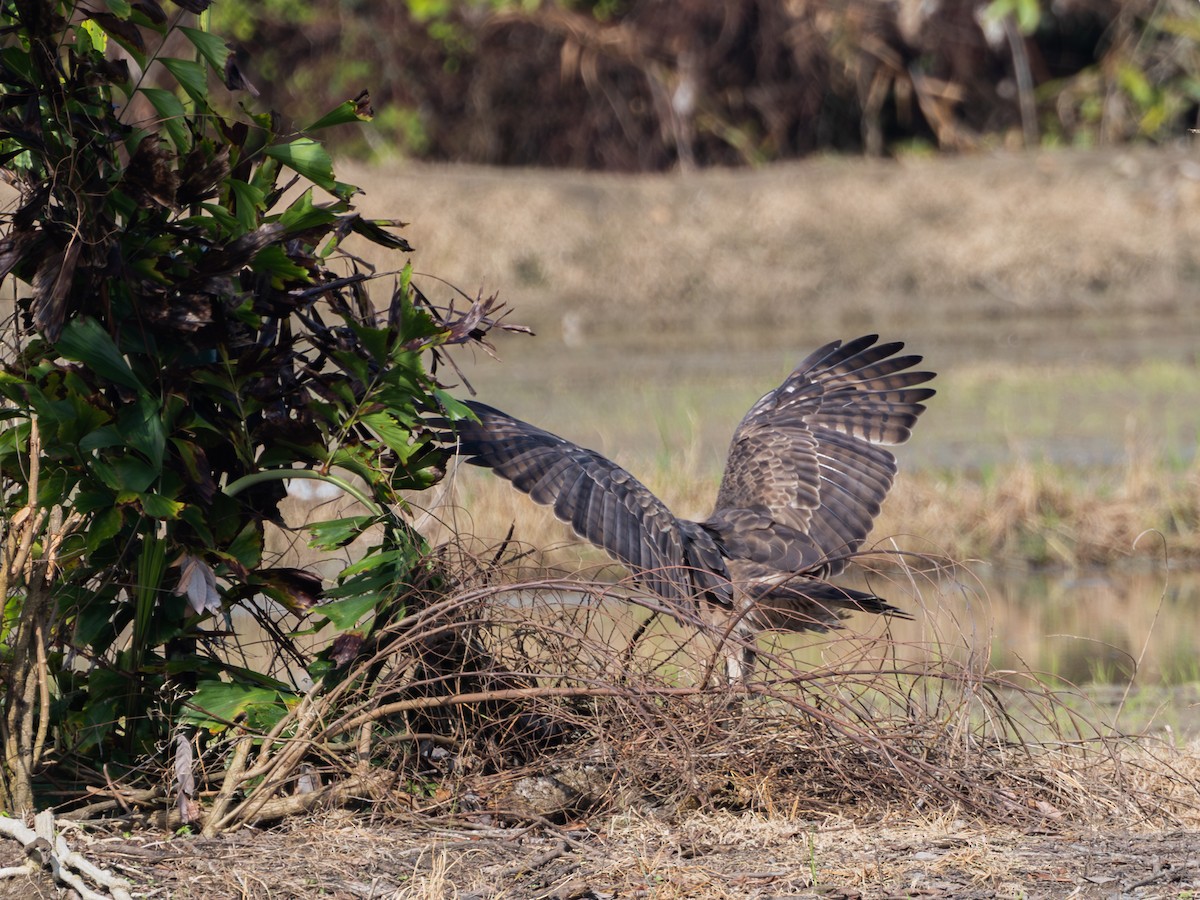 Changeable Hawk-Eagle - ML645384140