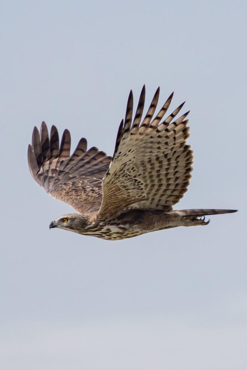 Changeable Hawk-Eagle - ML645384142