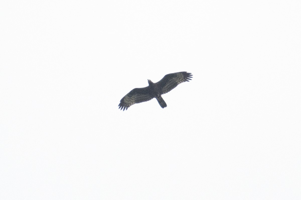 Oriental Honey-buzzard - ML645384148