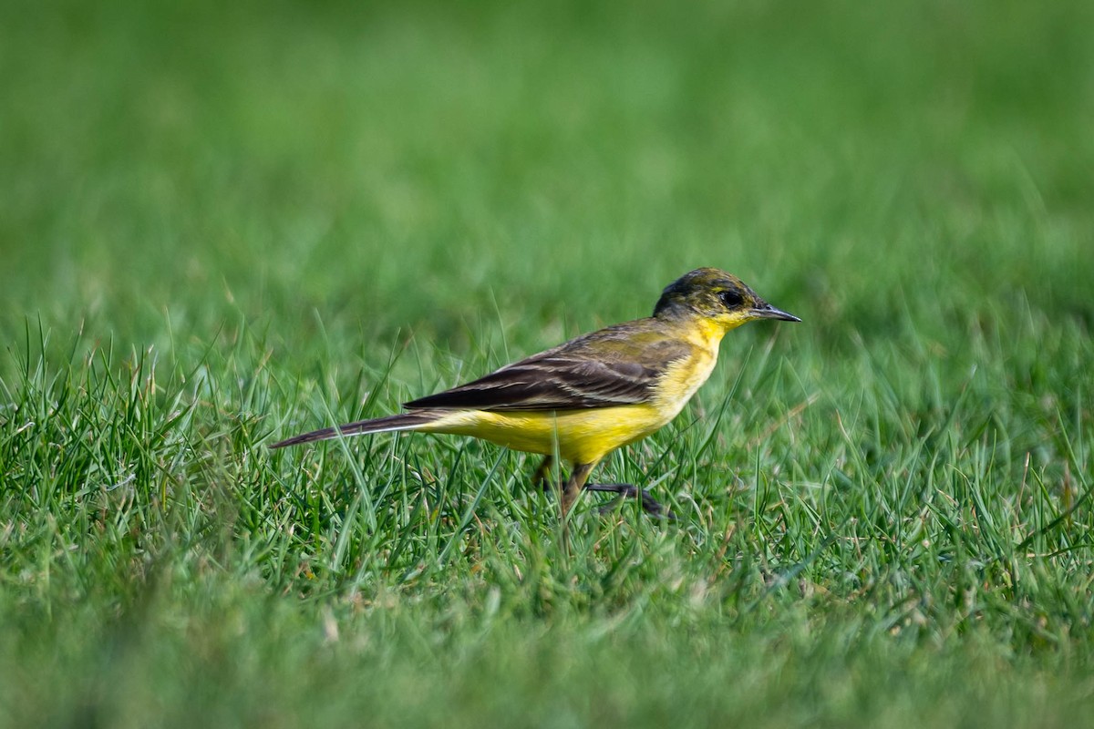 Western Yellow Wagtail - ML645384149