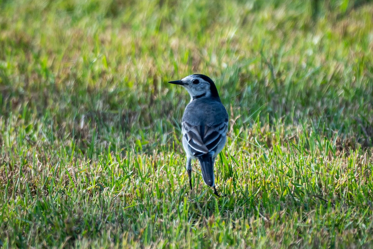 White Wagtail - ML645384156