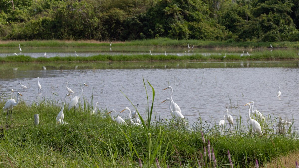 Great Egret - ML645384160