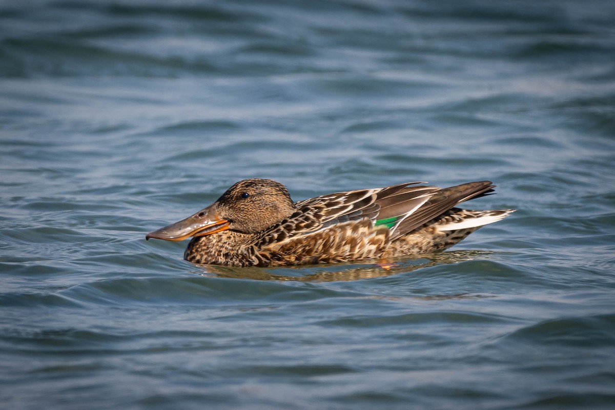 Northern Shoveler - ML645384163