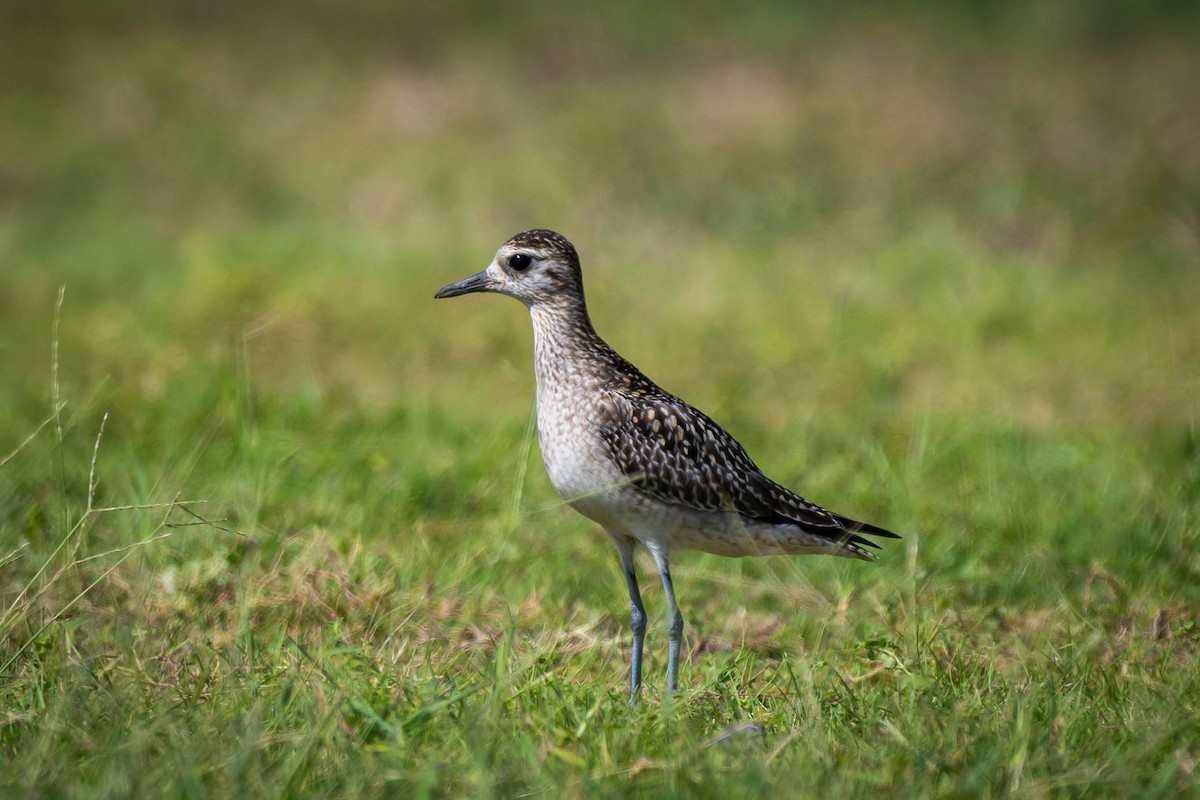 Pacific Golden-Plover - ML645384165