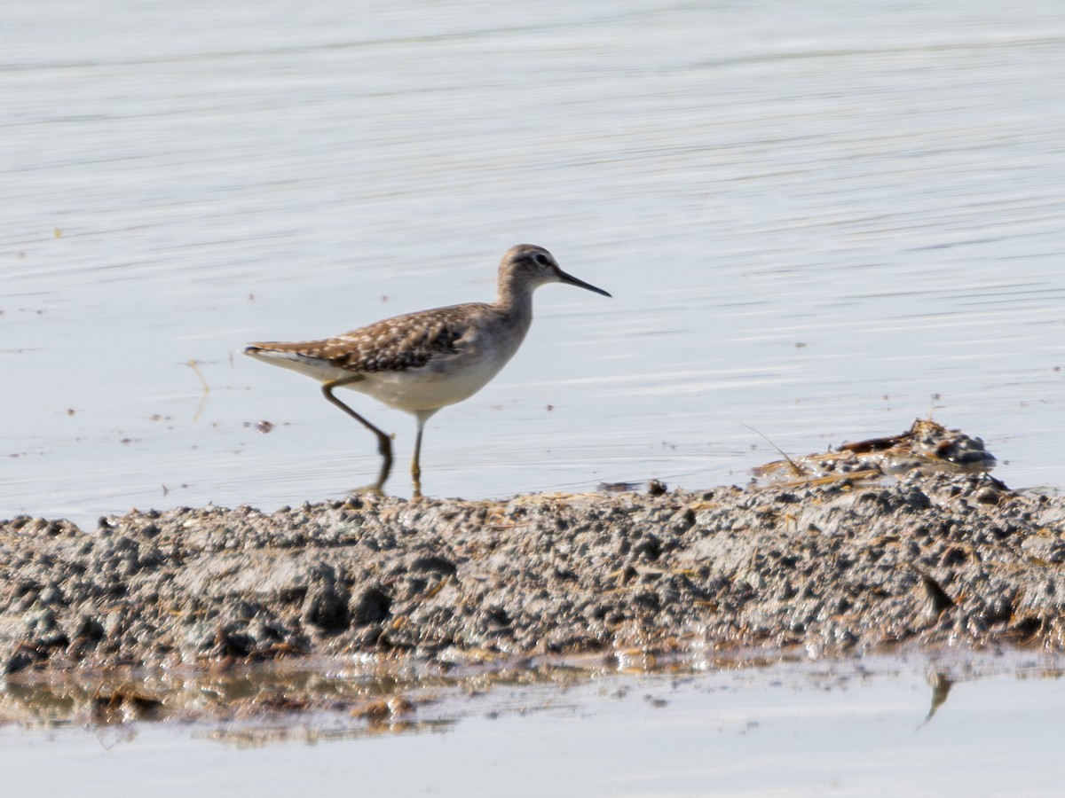 タカブシギ - ML645384166