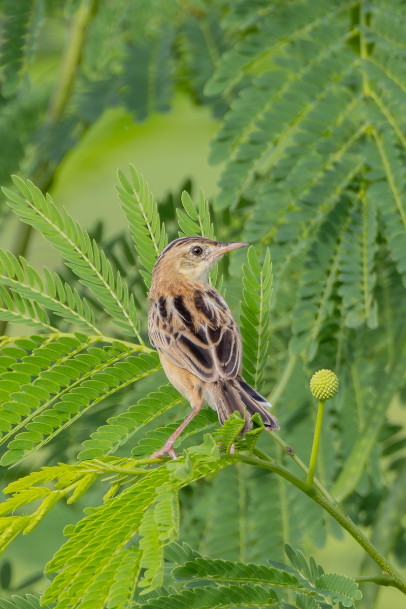Zitting Cisticola - ML645384169