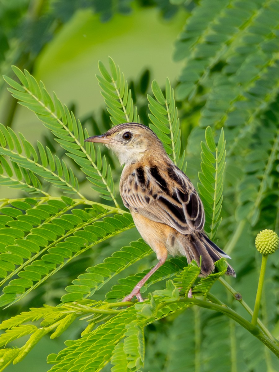 Zitting Cisticola - ML645384170