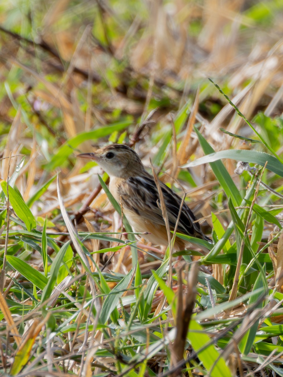 Zitting Cisticola - ML645384171