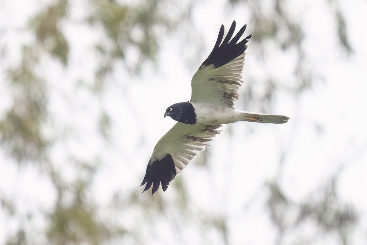 Pied Harrier - ML645384176