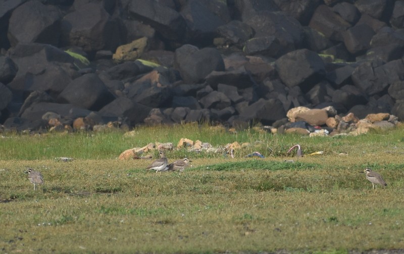 Great Thick-knee - ML645384179