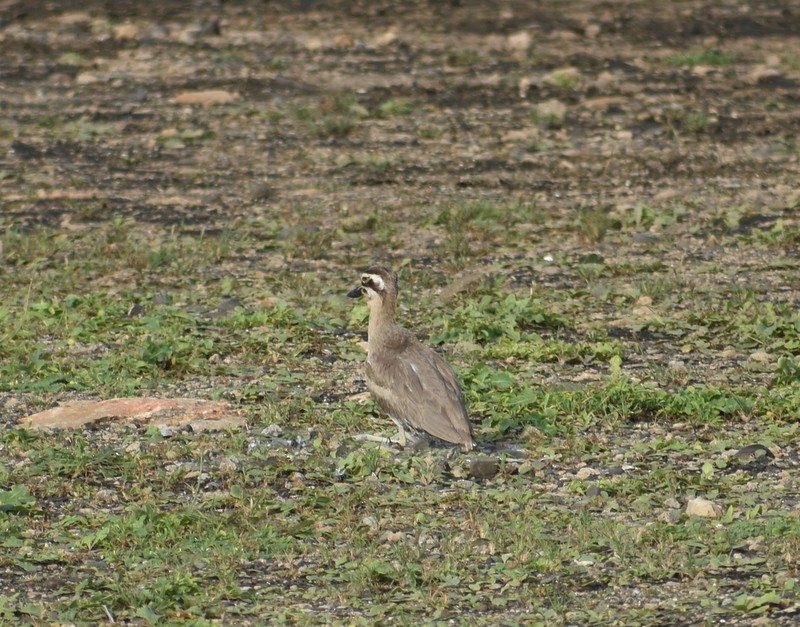 Great Thick-knee - ML645384180