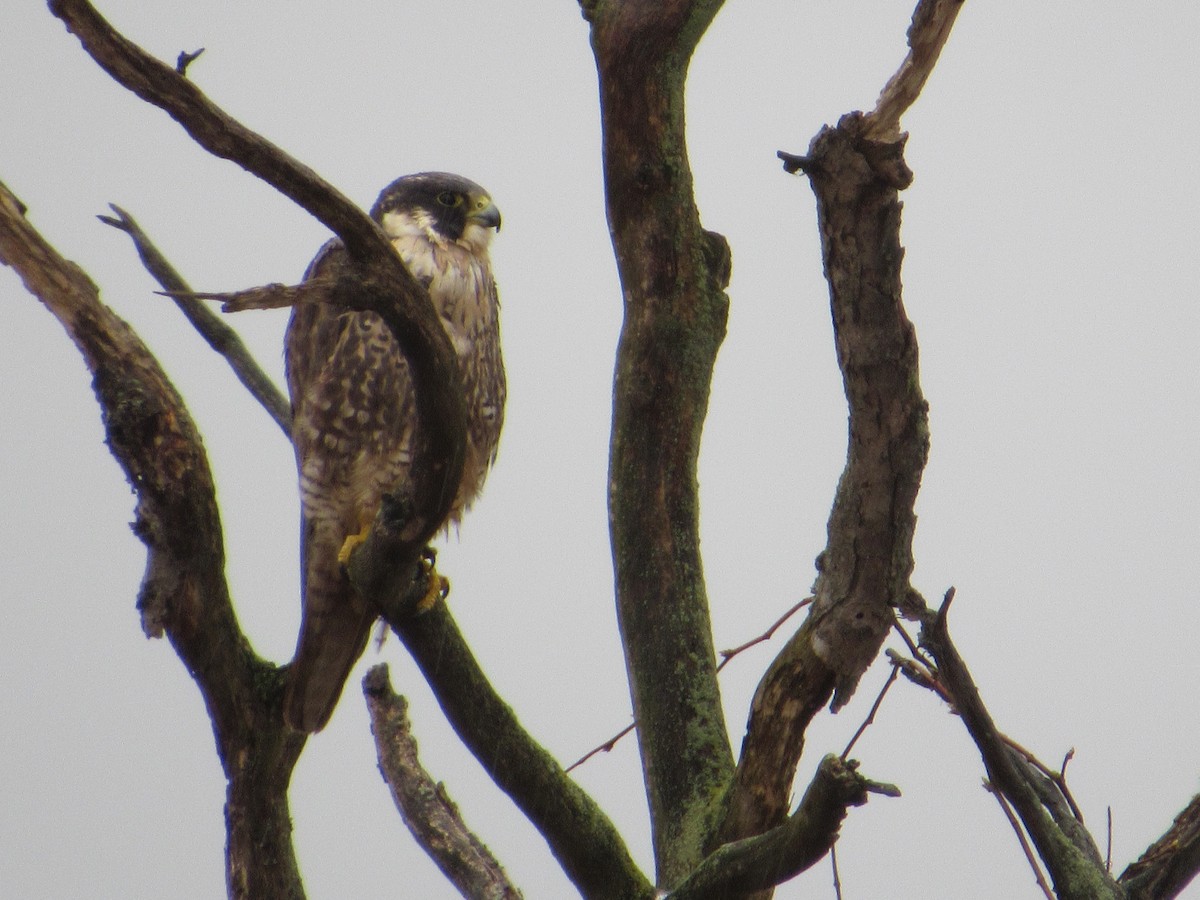 Peregrine Falcon - ML645384192
