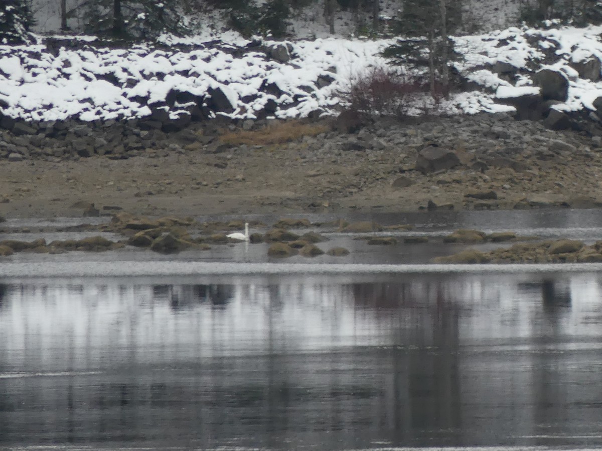 Trumpeter Swan - ML645384194