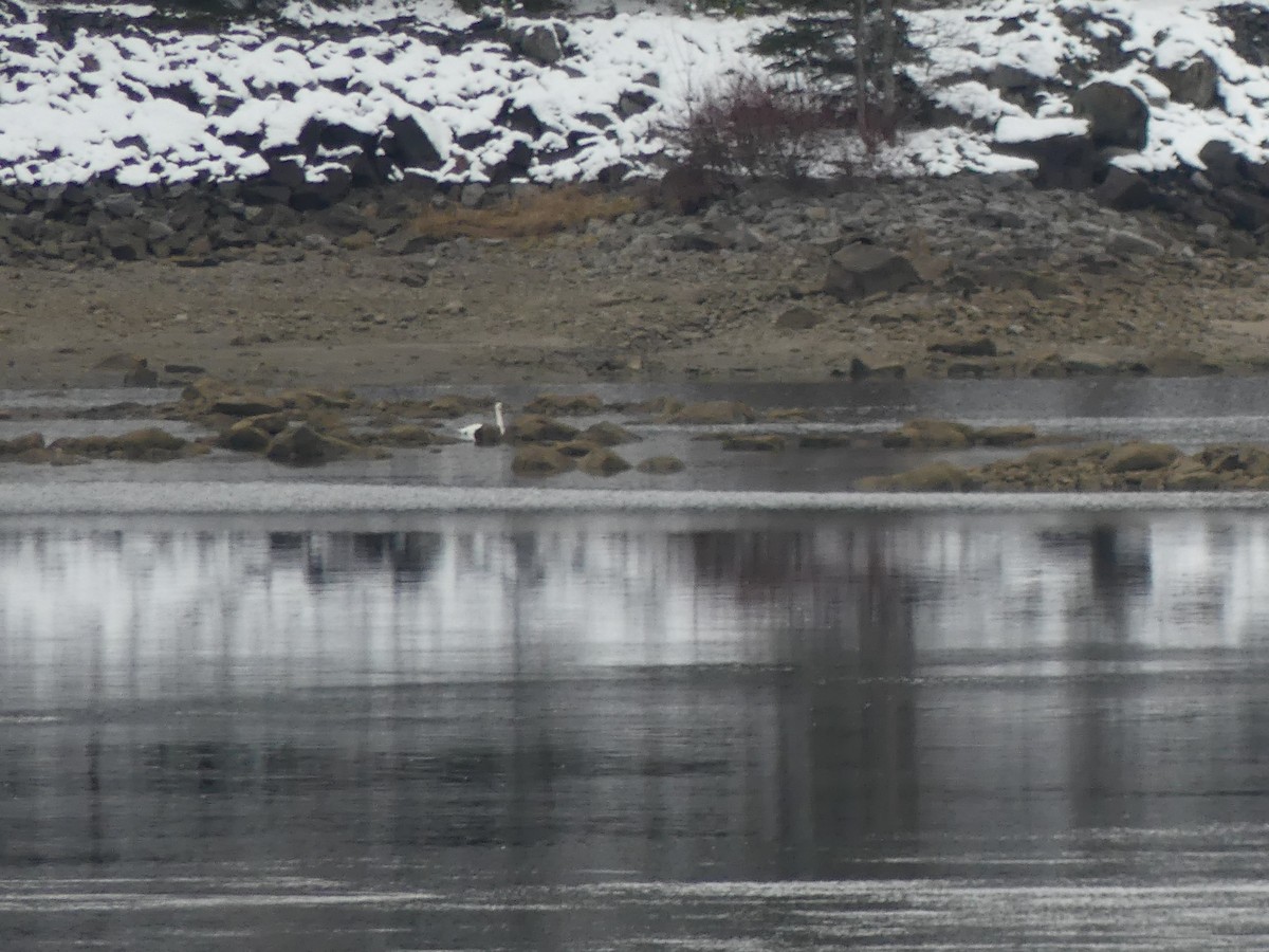 Trumpeter Swan - ML645384195