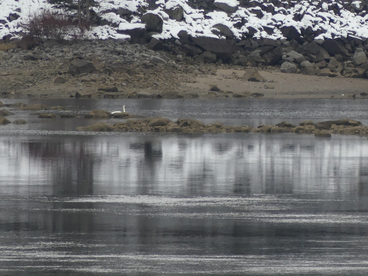 Trumpeter Swan - ML645384196