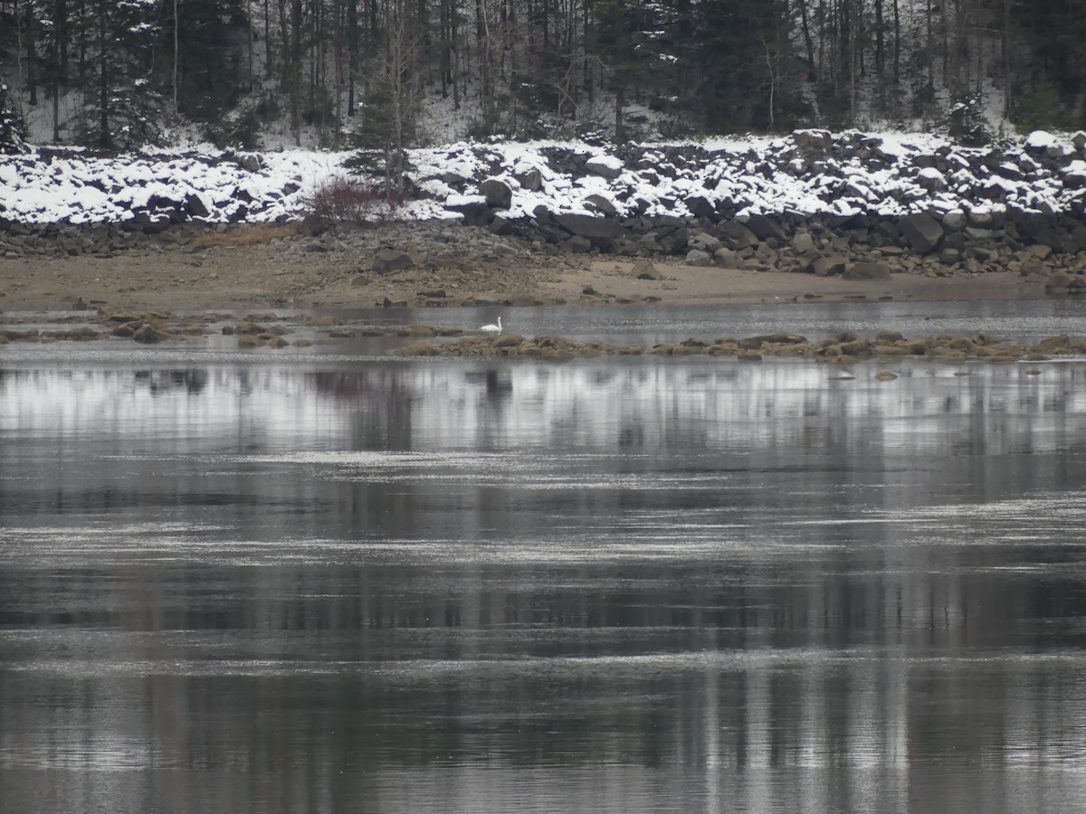 Trumpeter Swan - ML645384197