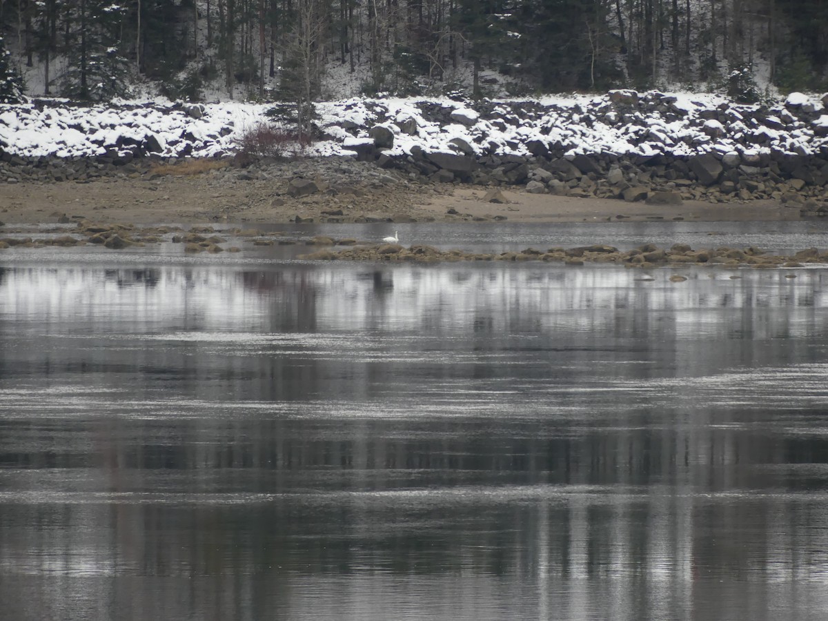Trumpeter Swan - ML645384198