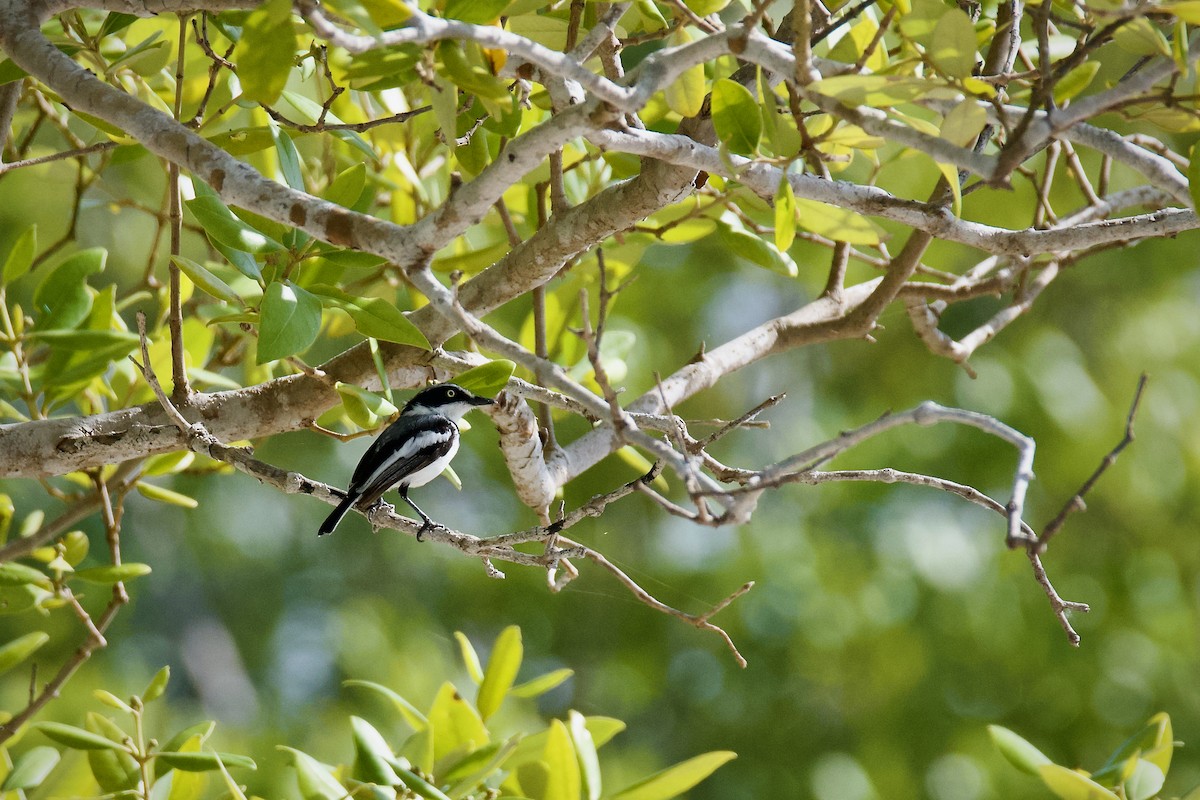 Pale Batis - ML645384221